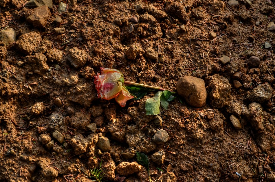 This image may not be a masterpiece, but it's mine....unless I willingly give it away. 1/80 sec., f/8, ISO 100, 55mm.