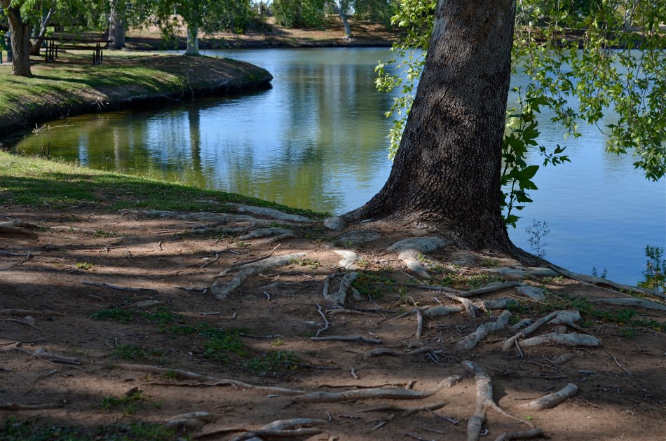 In the desert? A Phoenix area public park at midday. There is a way around the intense glare. 1/500 sec., f/5.6, ISO 100, 35mm, straight out of the camera.