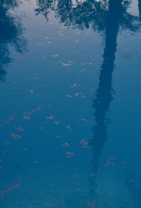 You already know a tree "goes with" this reflection..but is it needed to complete the image? 1/500 sec., f/5.6, ISO 100, 35mm.