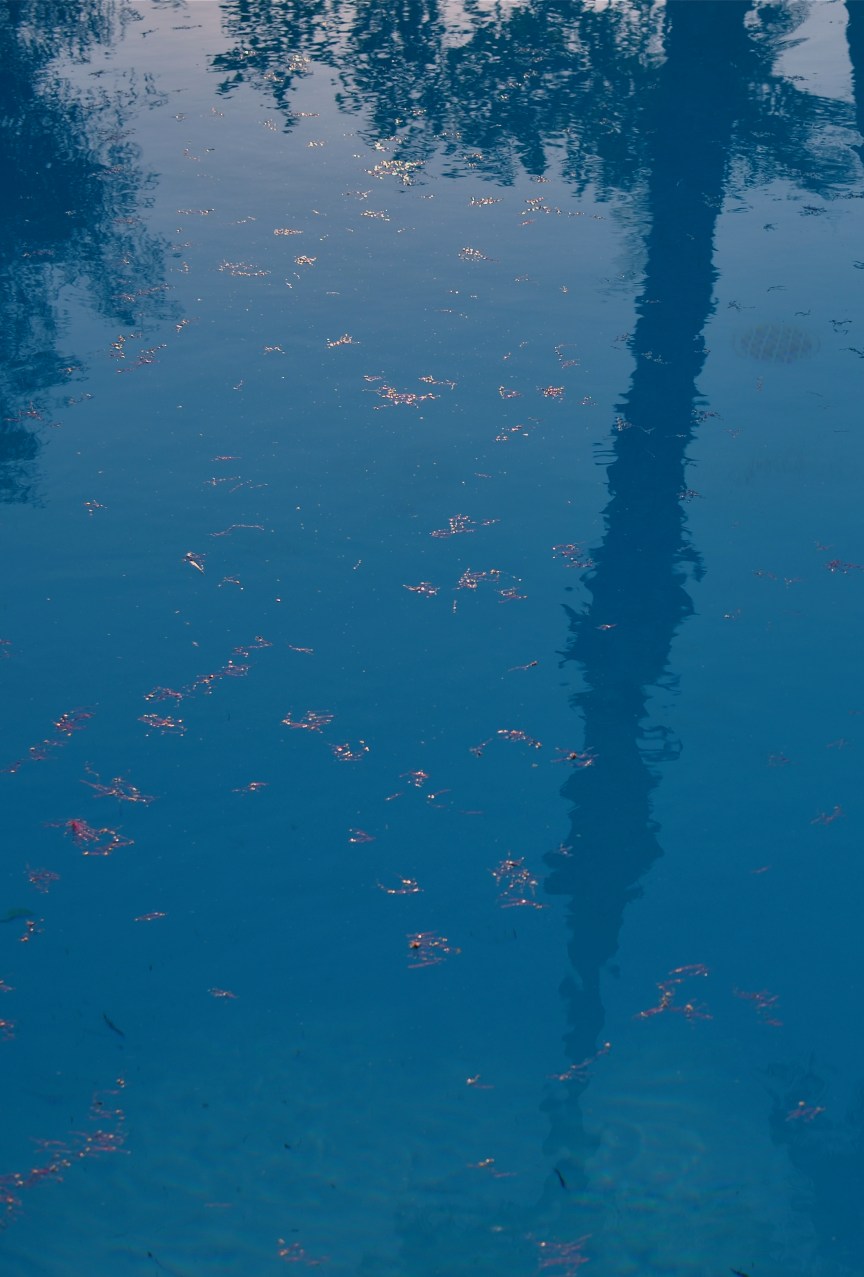 You already know a tree "goes with" this reflection..but is it needed to complete the image? 1/500 sec., f/5.6, ISO 100, 35mm.