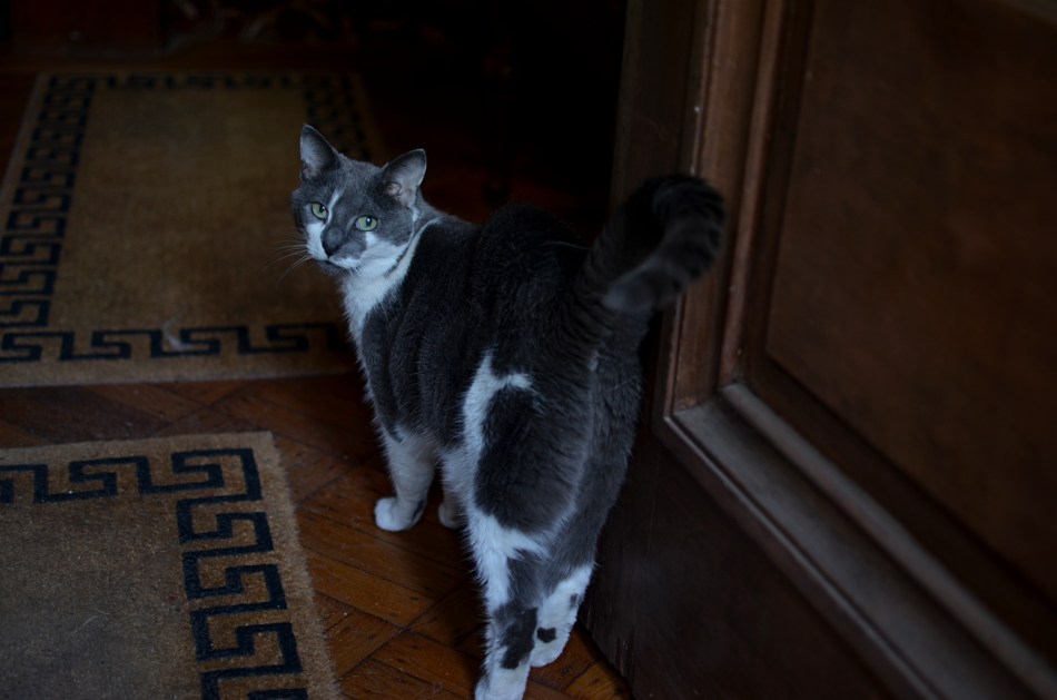 What, are you still here? 1/40 sec., f/1.8, ISO 100, 35mm.