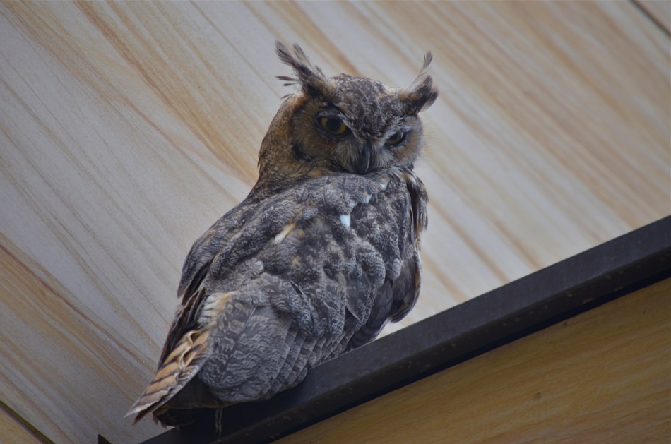 Zoom lenses, while great, price many shooters out of the market for making shots like this. 1/160, f/5.6, ISO 100, 300mm.