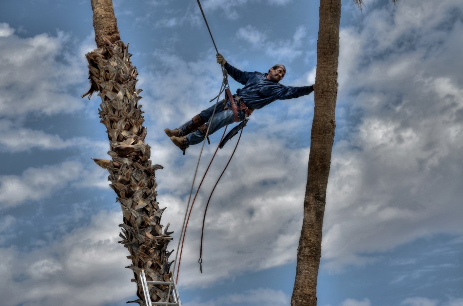 Sunshine Superman: Our landscaper floats with the greatest of ease between our now departed palm trees.