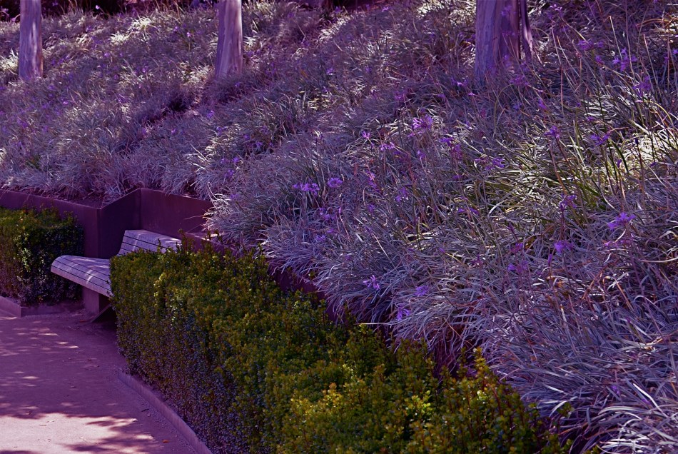 Dream Gardens, Los Angeles (2013). 1/250 sec., f/5.6, ISO 100, 35mm.