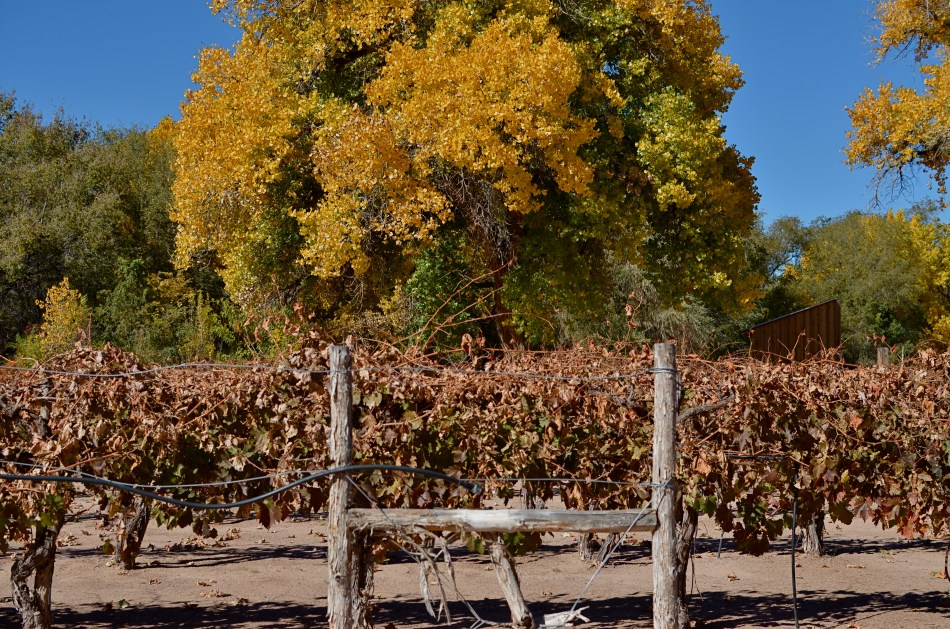October 29, 2013, Albuquerque, New Mexico. 1/800 sec., f/5.6, ISO 100, 35mm. 