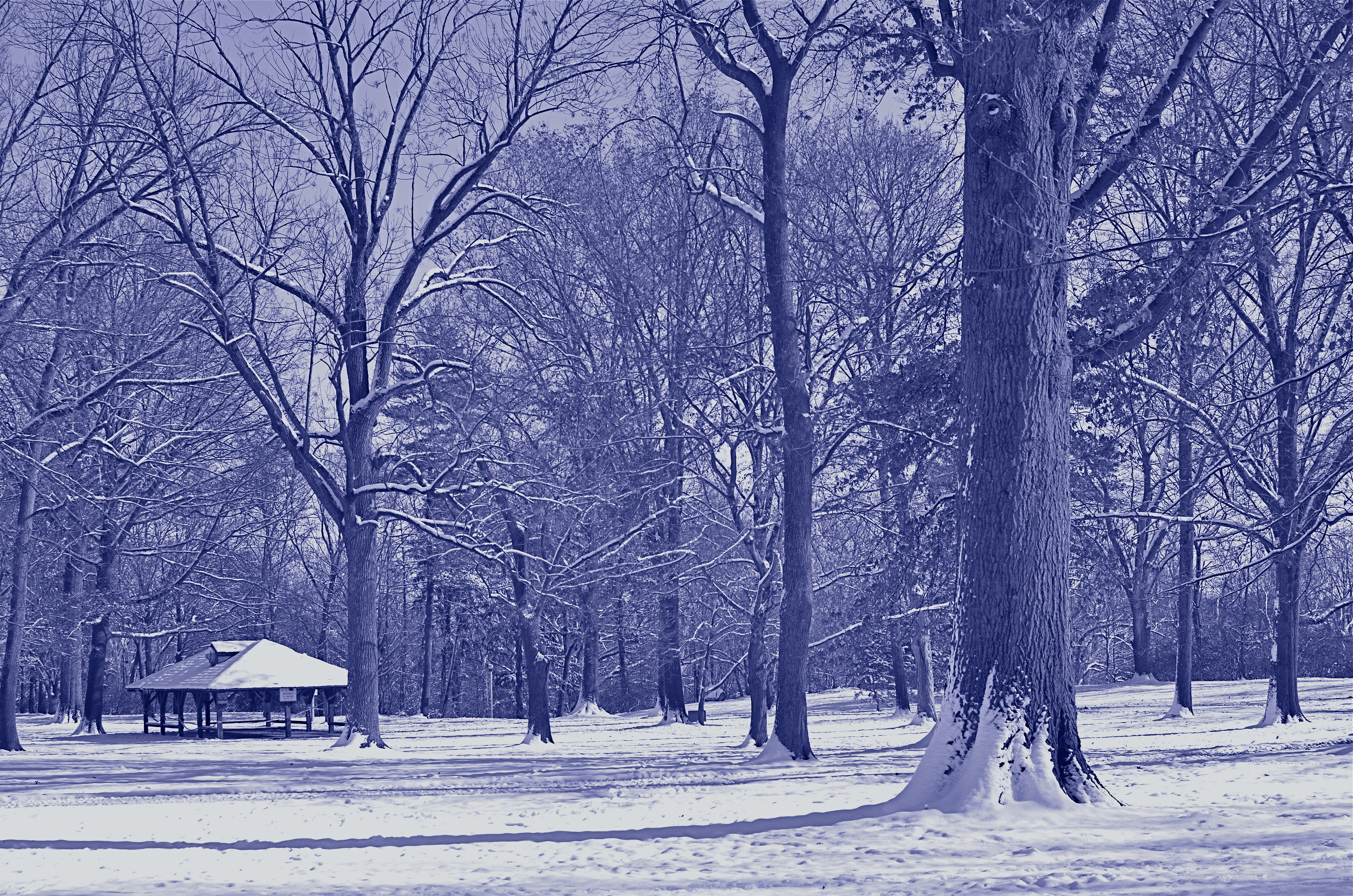 Another in-camera conversion, this time to cyanotype. This says winter to me.