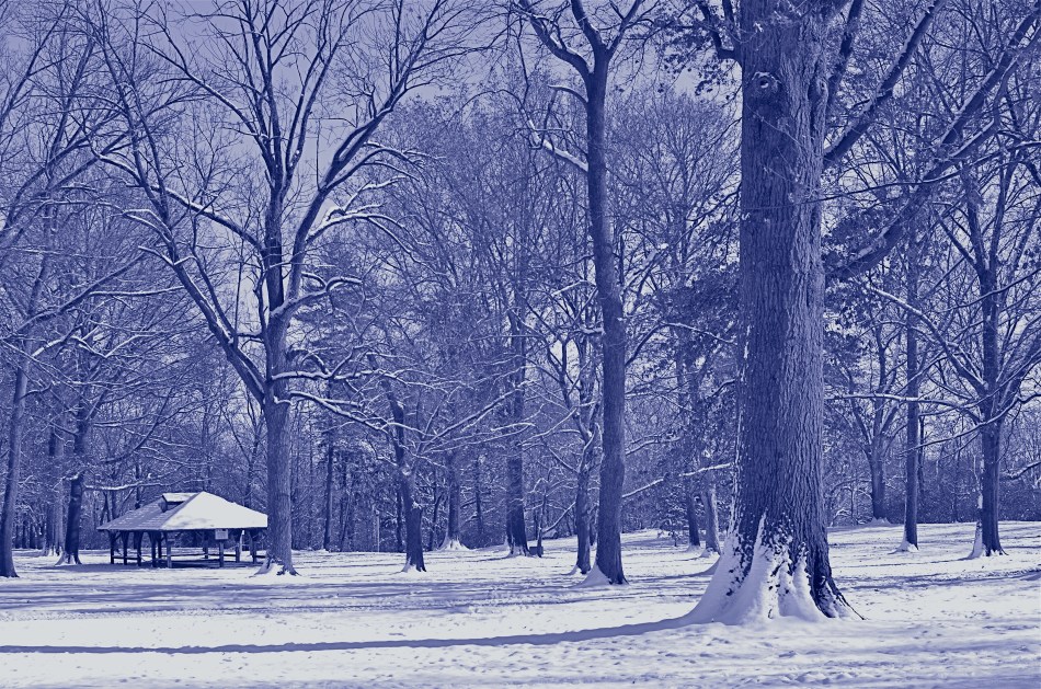 Another in-camera conversion, this time to cyanotype. This says winter to me.