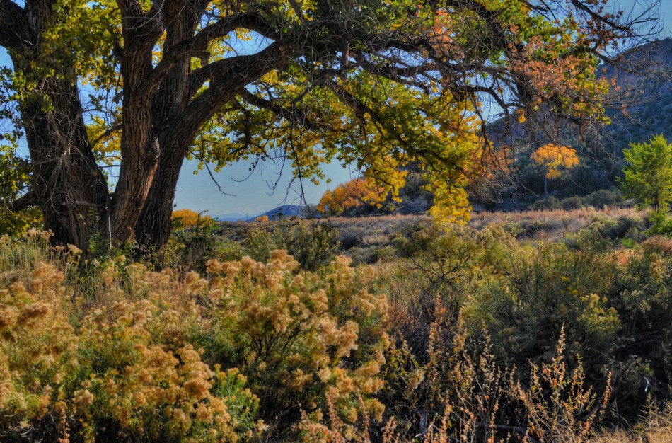HDR used to recover a few dark details in this somewhat contrasty ladnscape. I can live with this.
