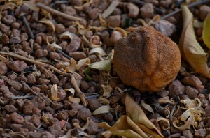 Fake macro done with a zoom at 300mm. Actual object is about six feet away. 1/160 sec., f/8, ISO 100. 