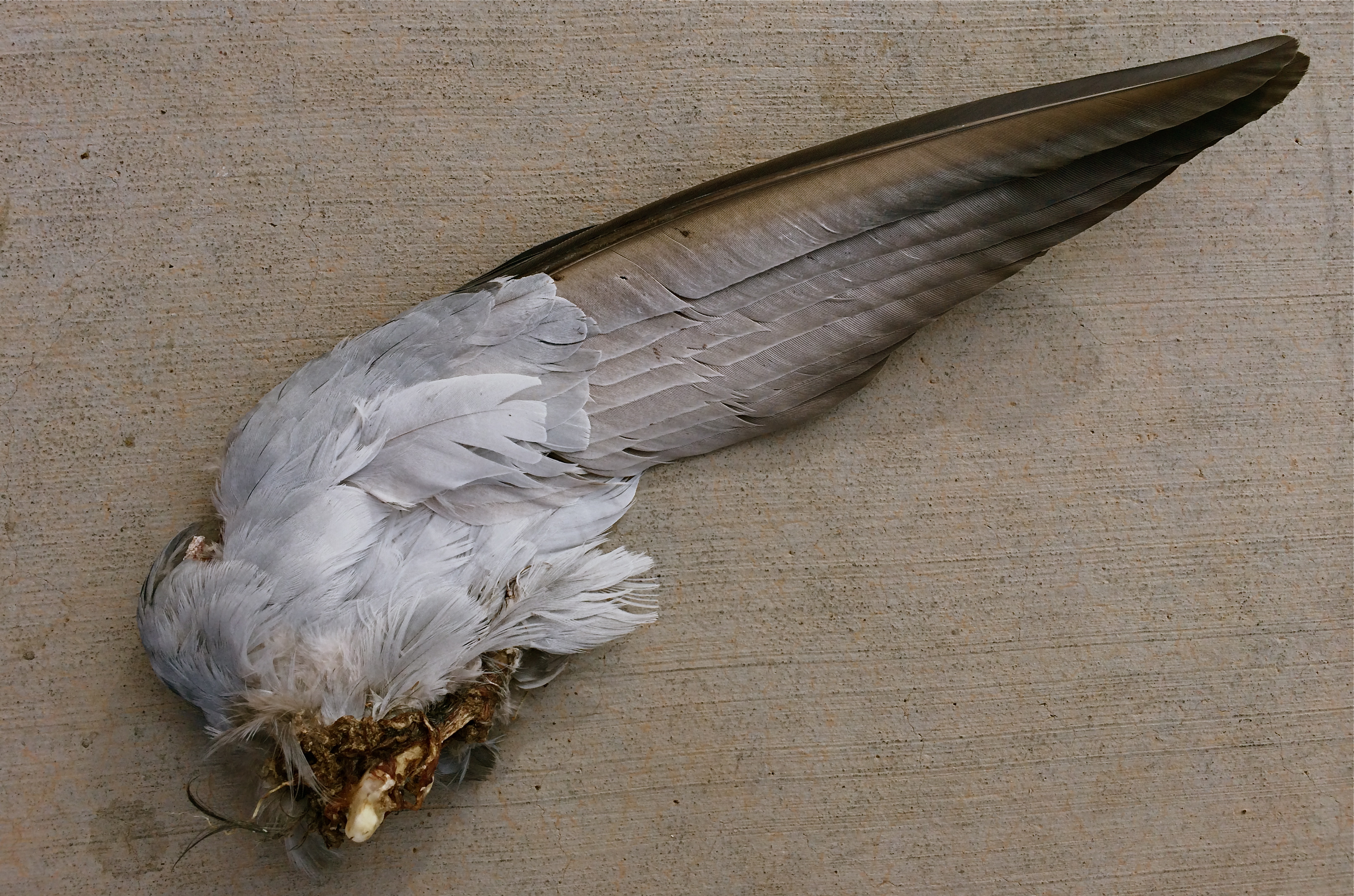 1/900 sec., f/2.2, ISO 32, 4.12mm