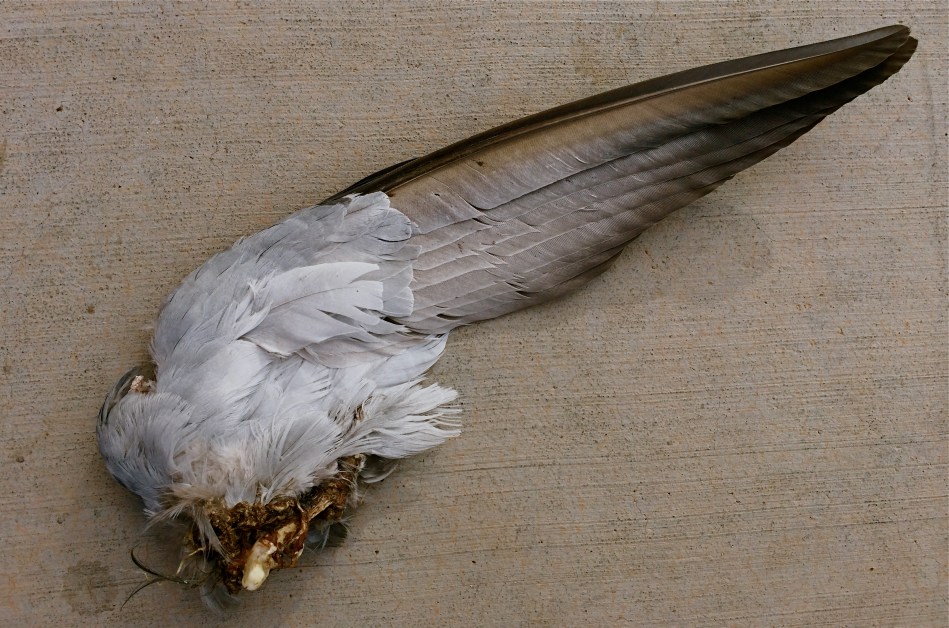 1/900 sec., f/2.2, ISO 32, 4.12mm