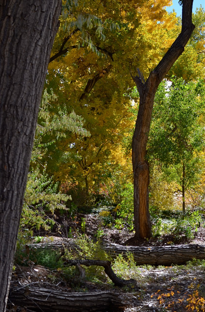 Different woods, different life. But you can't get hear without all the mistakes it builds on. 1/400 sec., f/5.6, ISO 100, 35mm.