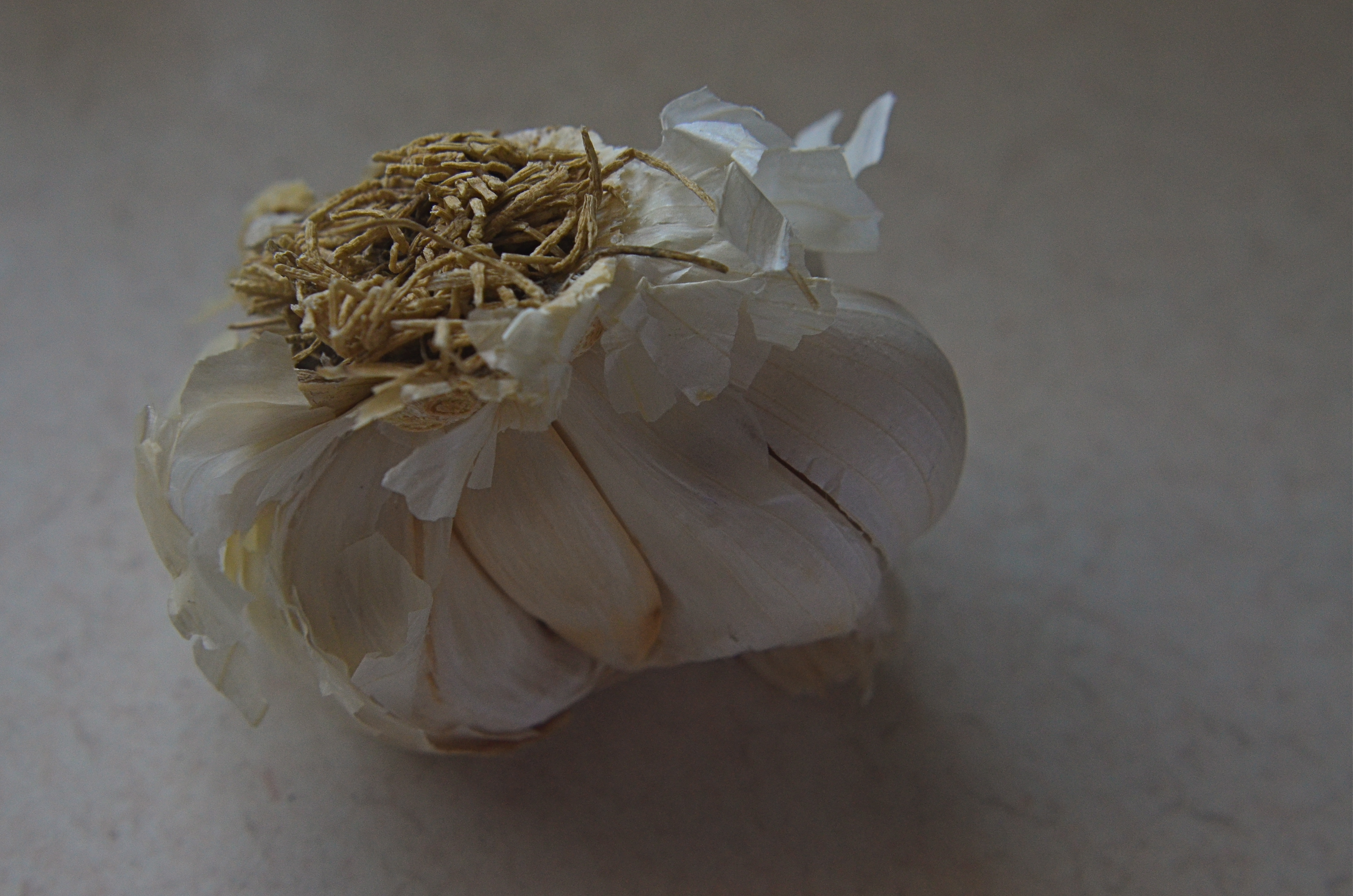 Passion Flower, 2015.