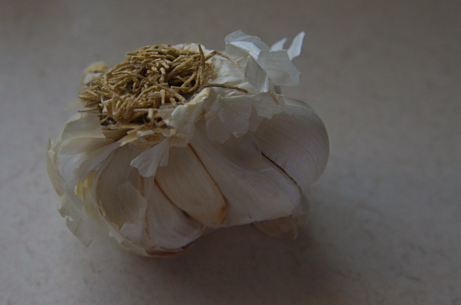 Passion Flower, 2015. 