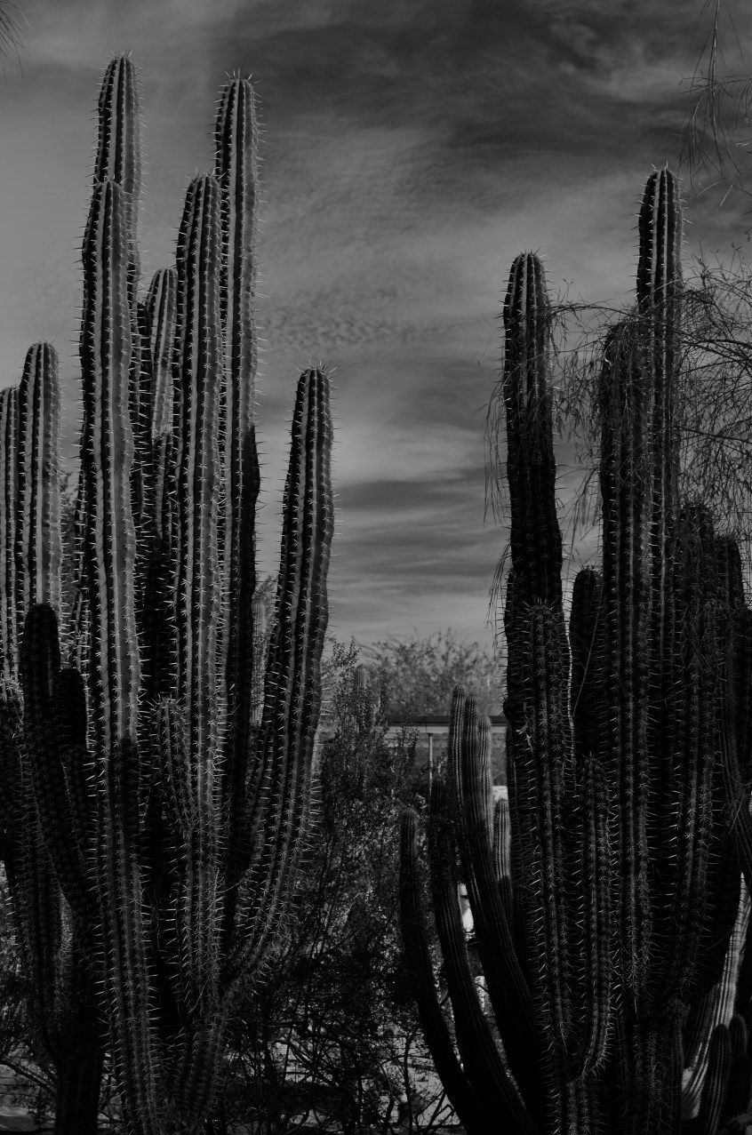 Skies which appear wispy in color can pick up some drama in black & white with the use of a red filter.