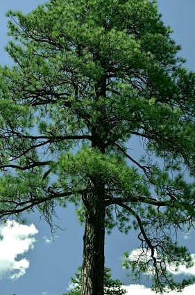 Go Green: A FLagstaff pine with all the brown values tuned out. 