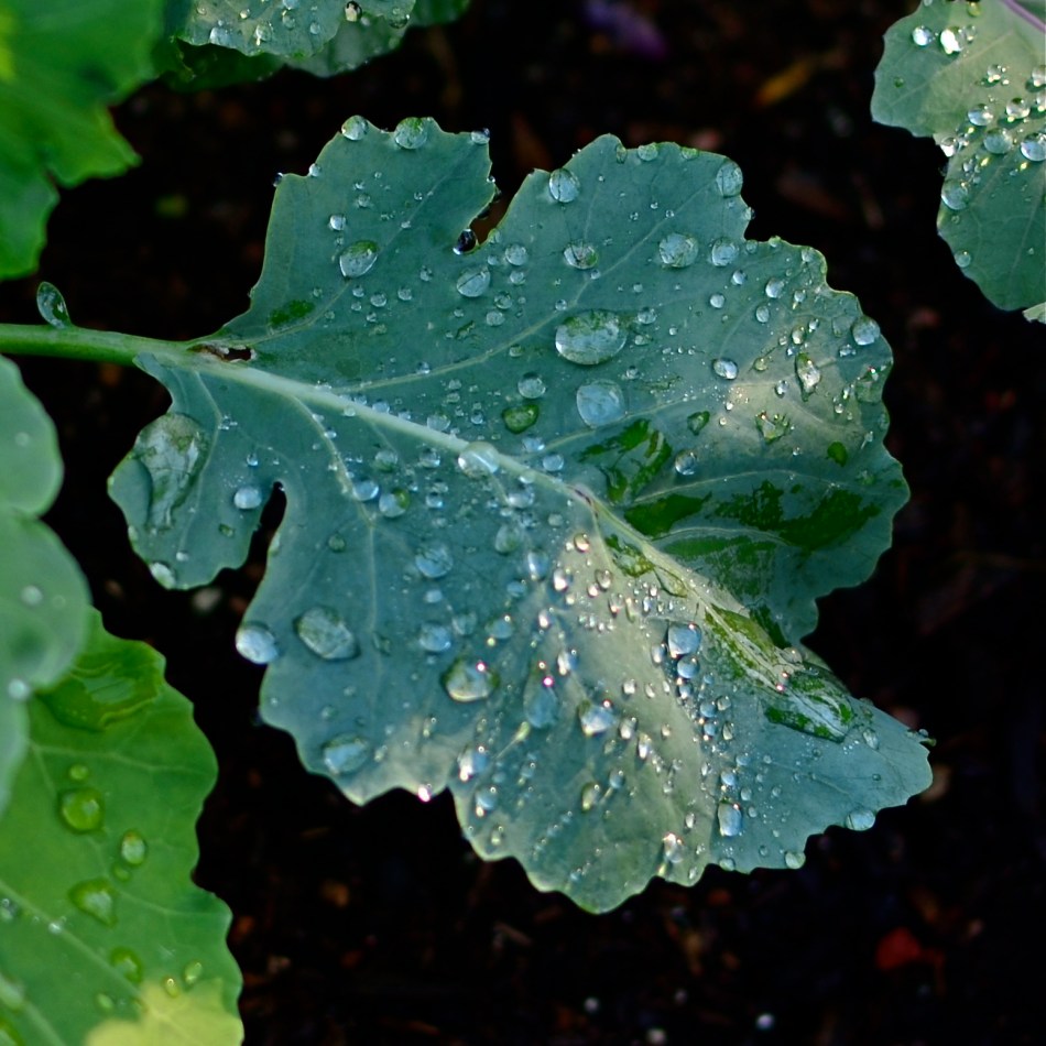 You don't need a dedicated macro lens to shoot this image. Just maximize the average glass that you have.