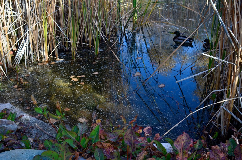Yes, this shot delivered almost everything I was aiming at, but that don't mean it's "Straight Out Of The Camera."