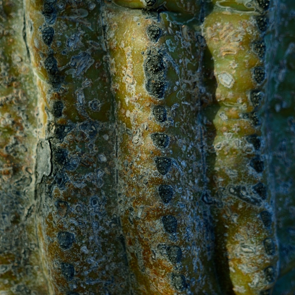 Didn't bring a close-up or macro lens on this shoot, so had to ask my 24mm wide-angle to stand in.