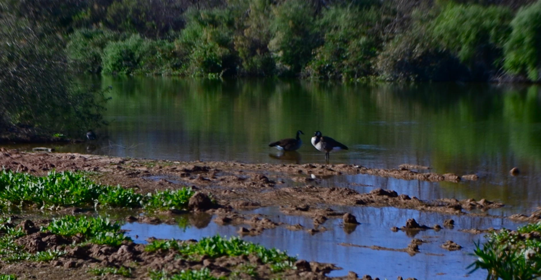 I decided in the moment to go soft with this nature scene. Maybe I overdid it. Maybe it's okay. Or not.