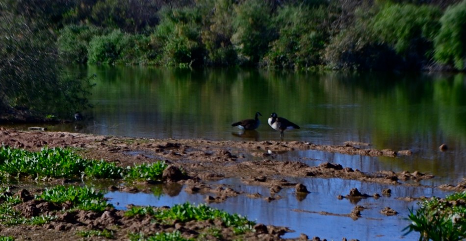 I decided in the moment to go soft with this nature scene. Maybe I overdid it. Maybe it's okay. Or not.