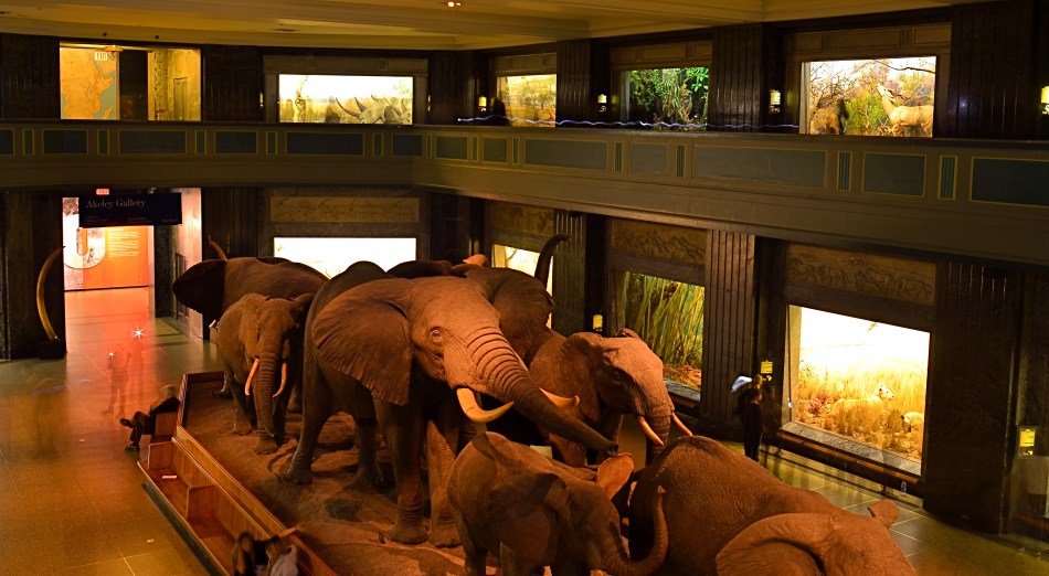 Herd On The Street, 2016.