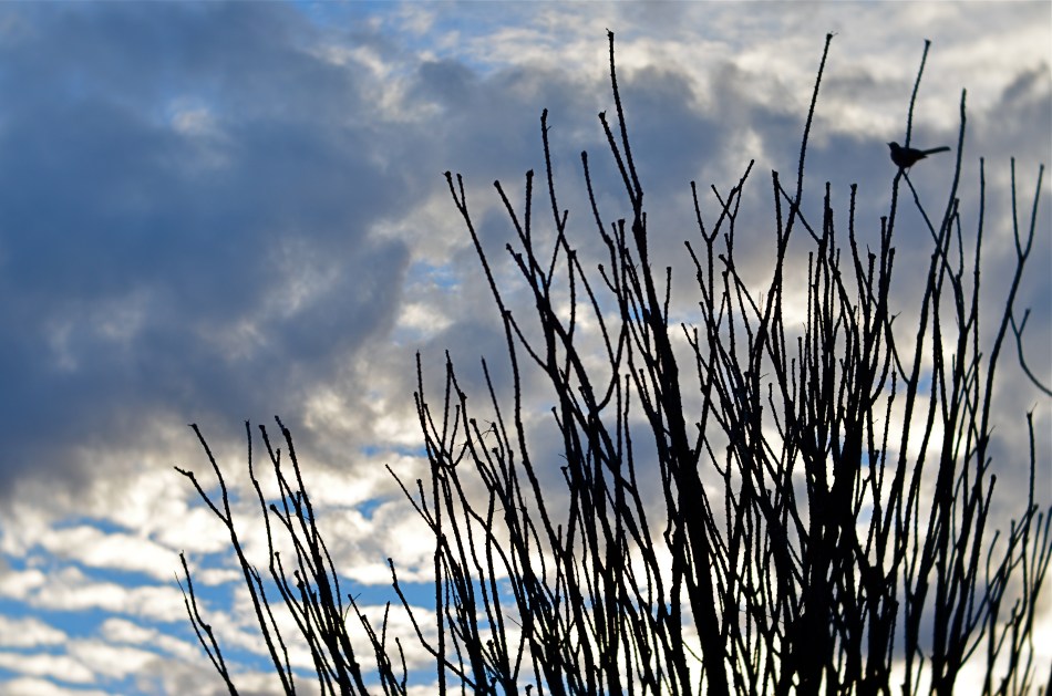 Ocotillo Outpost (2016)