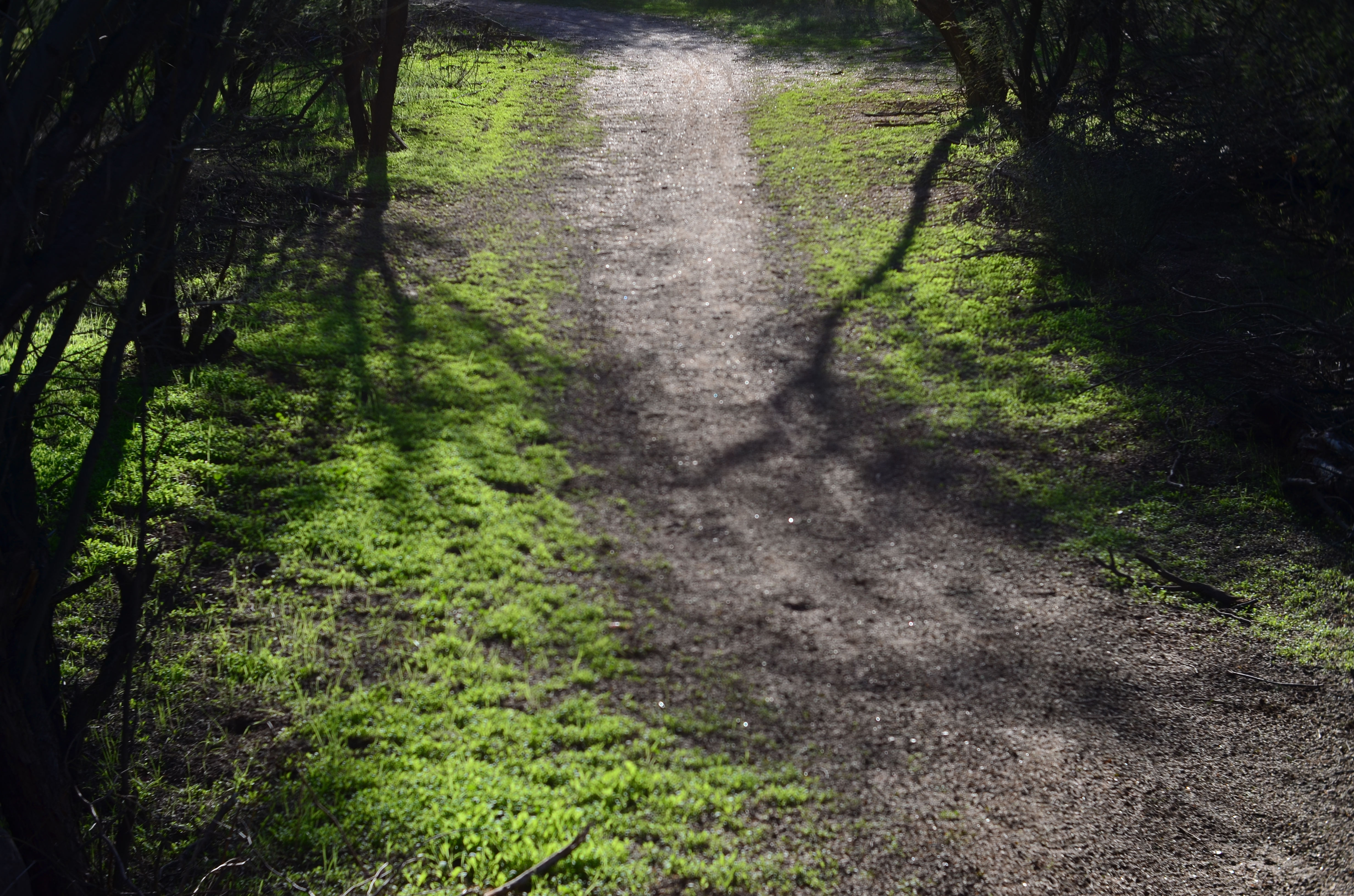 A sunlit forest path.