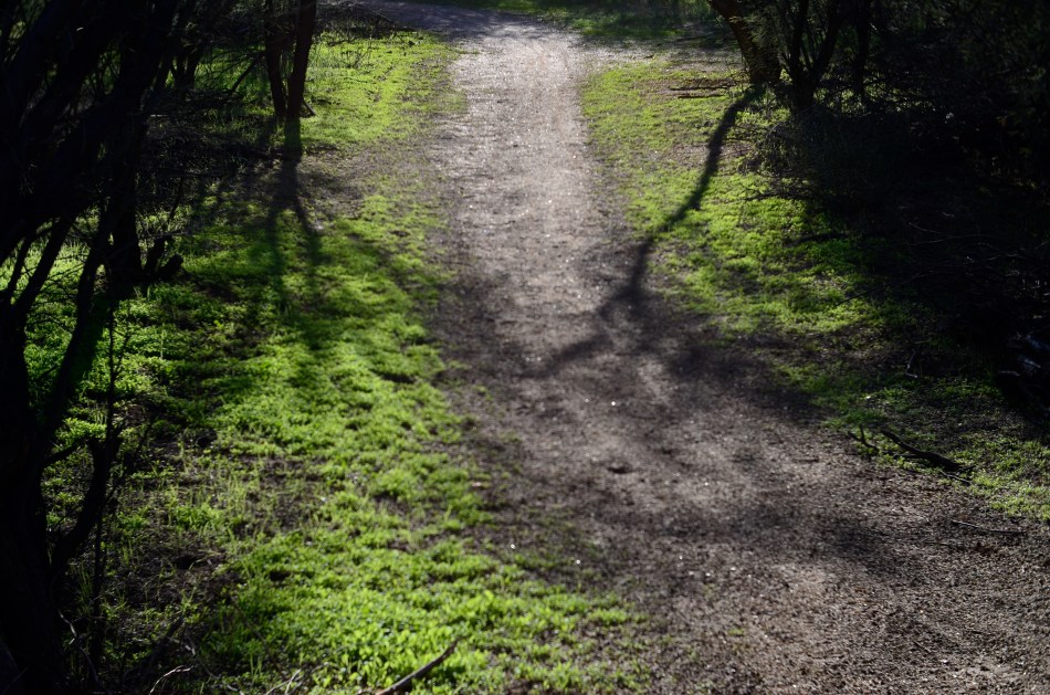 A sunlit forest path.