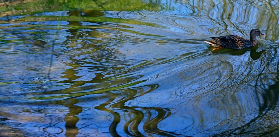 A circular polarizing filter allows you to determine how much reflective glare will be seen on water surfaces.
