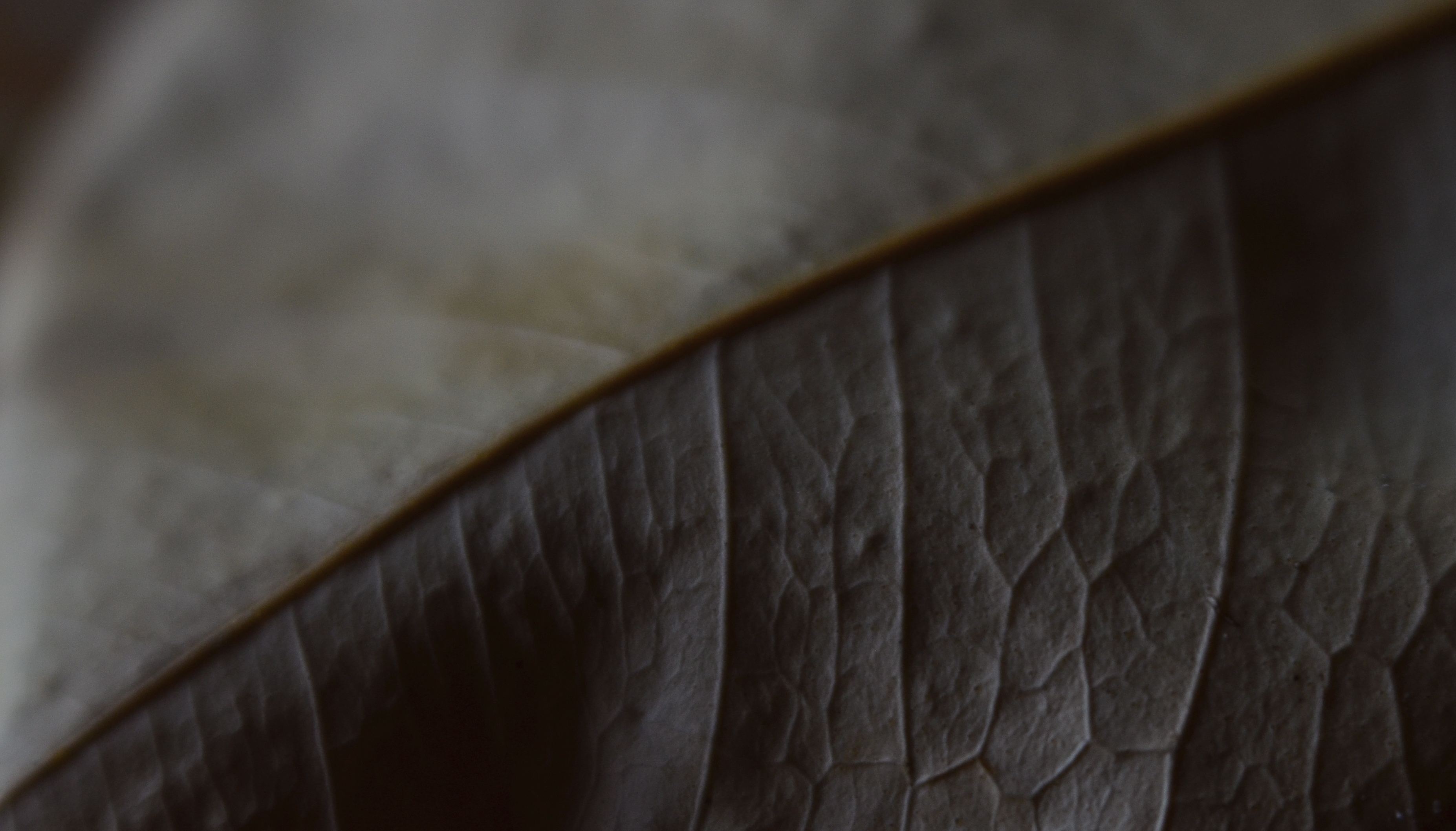 Phytomorphology 3 (2016) I could labor to make this image 100% accurate as to biologic detail, but do I need to?