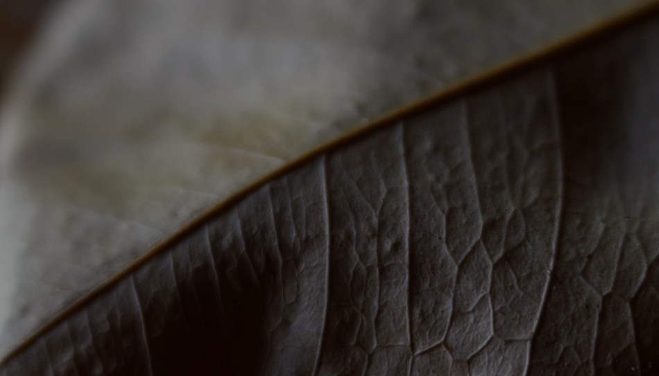 Phytomorphology 3 (2016) I could labor to make this image 100% accurate as to biologic detail, but do I need to?