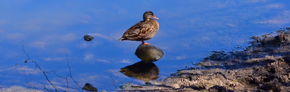 Dialing the glar back just a bit allows some features from below the water's surface to become visible.