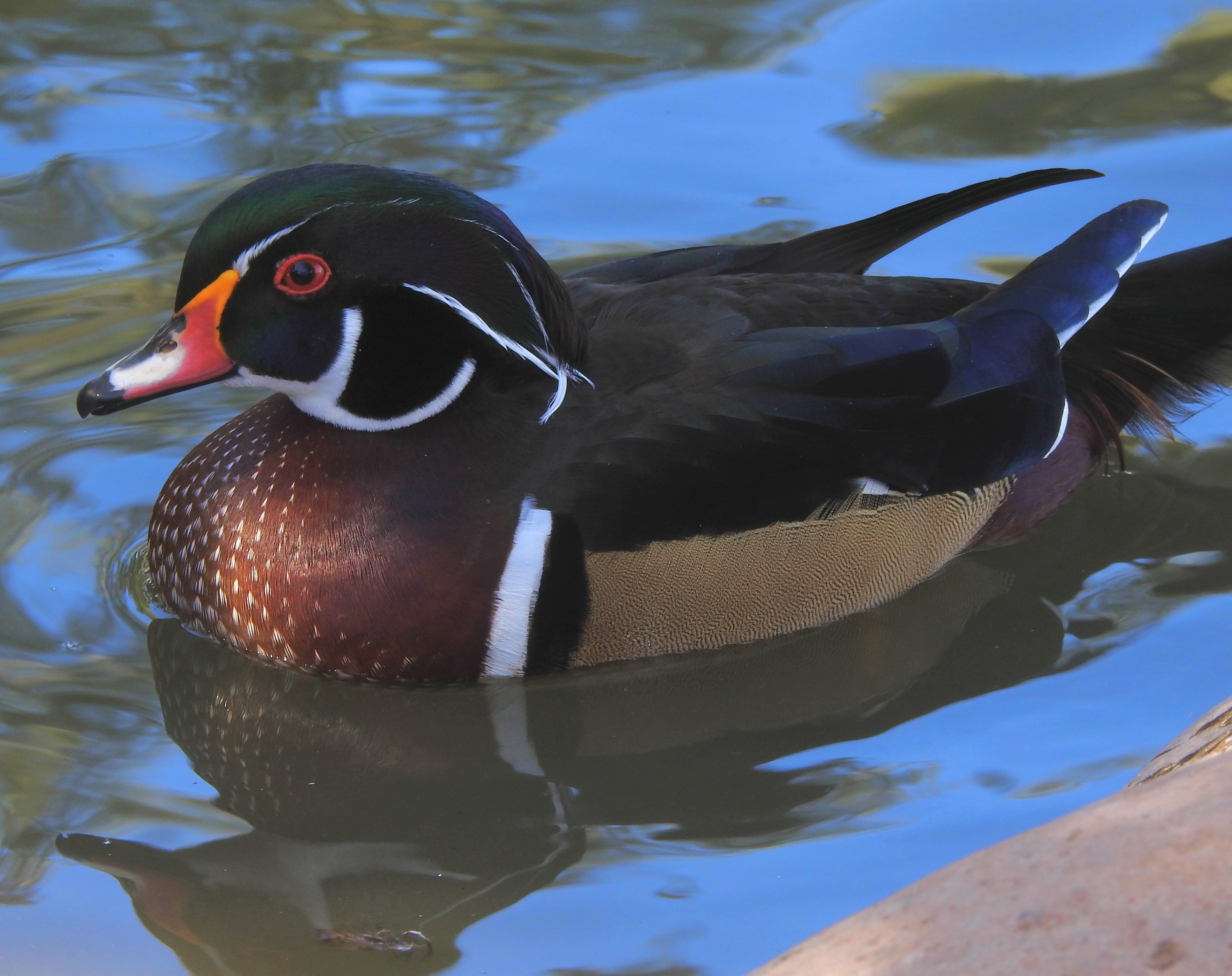 Wood Duck EF