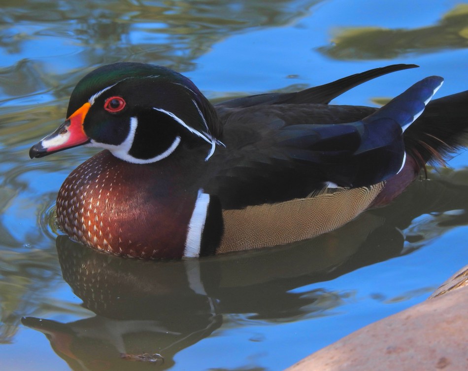 Wood Duck EF