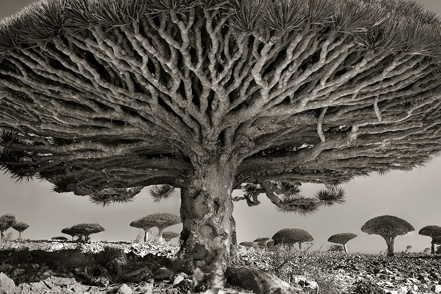 beth_moon_worlds_oldest_ancient_trees_1l